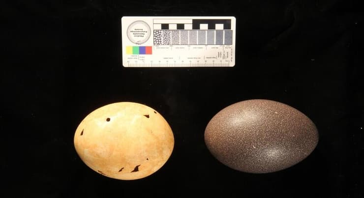 ביצת אמו (מימין) וביצת גניאורניס (משמאל), שלדעת החוקרים שוקלת פי 20 ממשקלה של ביצת תרנגולת ממוצעת