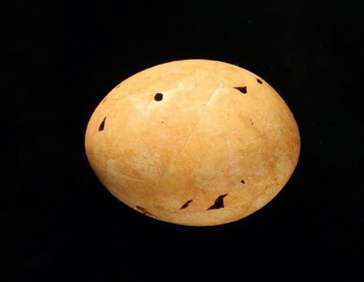 קליפת הביצה של הגניאורניס שהתגלתה בדיונות של דרום אוסטרליה