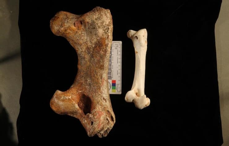 עצם גניאורניס (משמאל) ועצם ירך של אמו (מימין)
