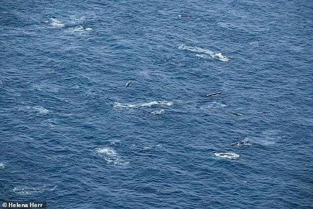 הלווייתנים ליד אנטארקטיקה