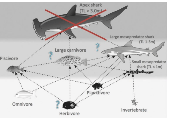 דוגמה לפגיעה במערכות אקלוגיות בעקבות אי-נוכחות של כריש 