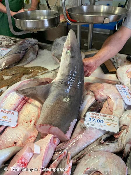 כריש נמכר בפורטוגל