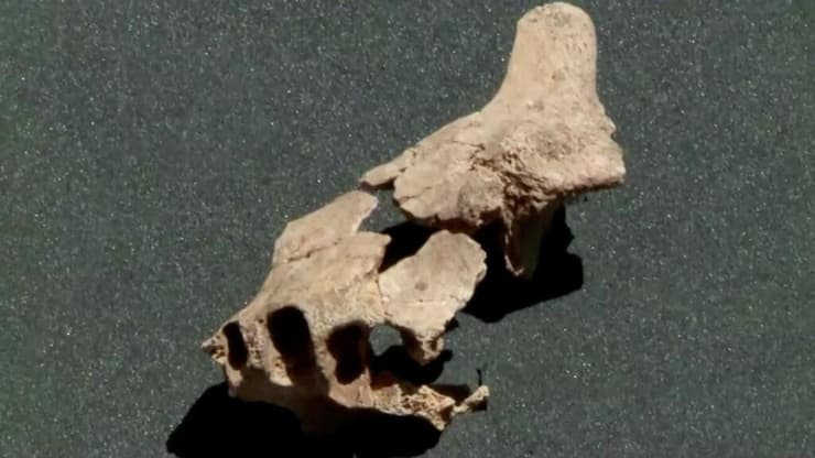 עצם הלסת שנמצאה באטפורקה שבצפון ספרד 
