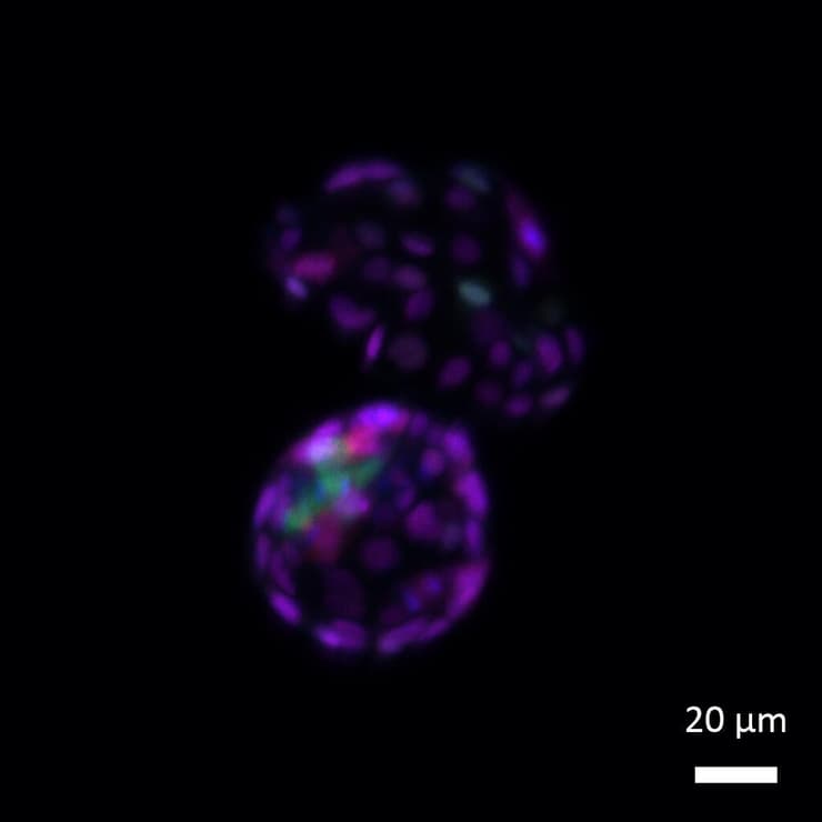 לאחר הסרת תגי ה-SUMO מהכרומטין, תאי הגזע העובריים חוזרים למצב כל-יכול – כלומר, ביכולתם להתמיין לכל אחד מתאי העובר העתידיים (כחול-ירוק) וכן לתאים החוץ-עובריים שמהם מתפתחת השליה (סגול)