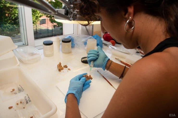 בדיקת עצם הלסת שנמצאה באטפורקה שבצפון ספרד , באמצעות צוות המרכז הלאומי לחקר האבולוציה האנושית בבורגוס