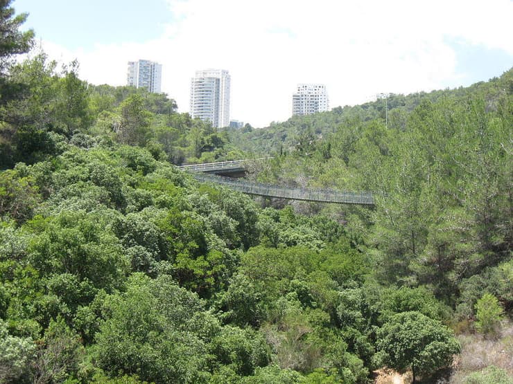 הגשרים התלויים בפארק נשר