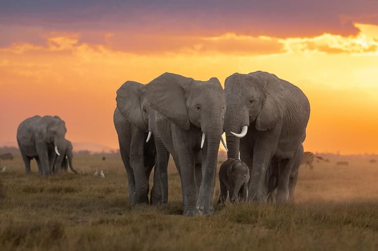 פילים בשקיעה בקניה 