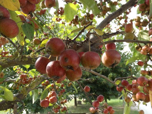 זקוקים להשקייה נאותה ולא יכולים להתחרות בצמחים מקומיים. עצי תפוח באיטליה 