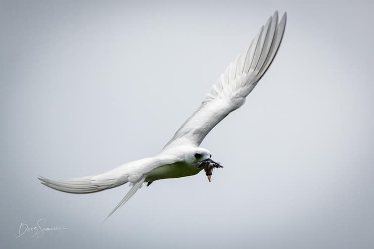 ציפור נושאת אוסף דיונונים בדרכה אל הקן באי קוקוס
