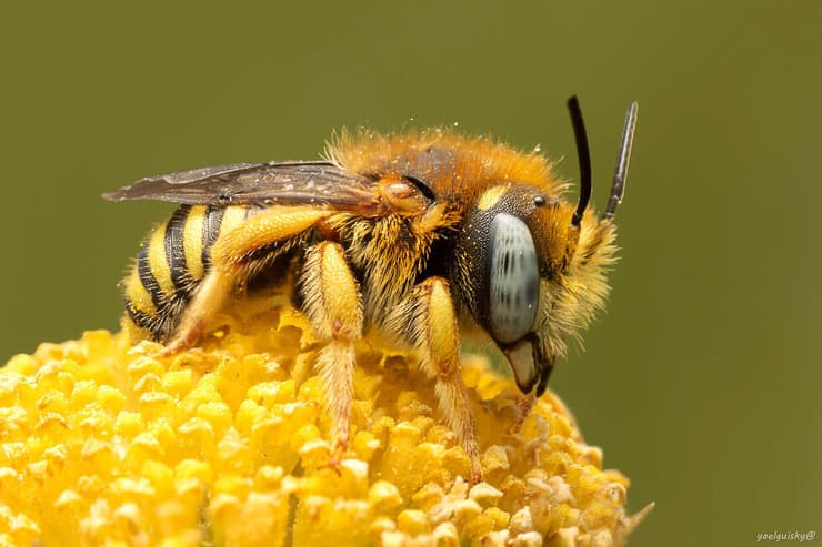 דבורת בר