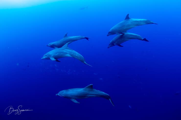 להקת דולפינים חביבה