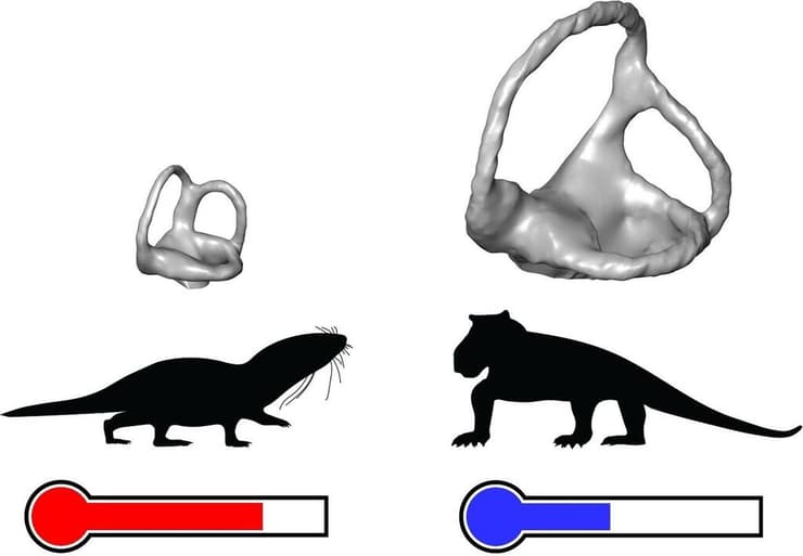 הבדלי גודל בין אוזניים פנימיות (באפור) של אבות קדמונים של יונקים בעלי דם חם (בצד שמאל) ובעלי דם קר (בצד ימין) עם גודל גוף דומה