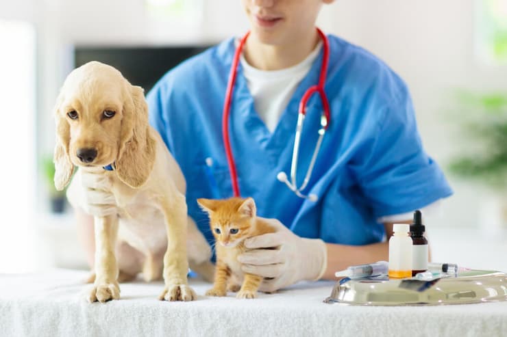 כלב וחתול לקראת חיסון