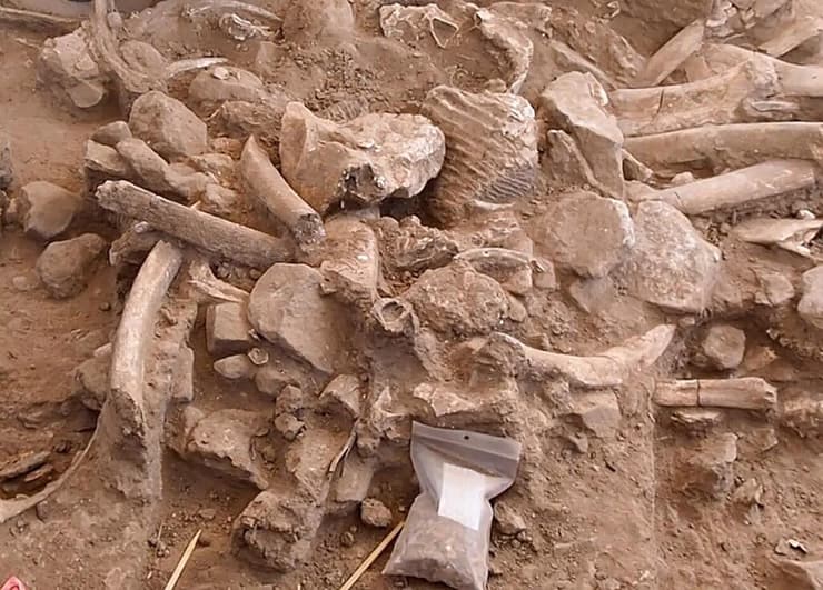 ערימת עצמות הממותה שאותרו במהלך החפירות