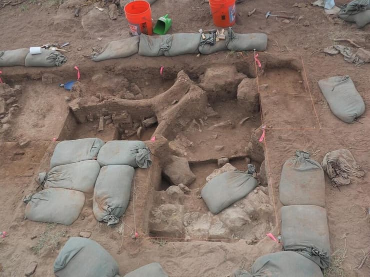 עצמות הממותה שאותרו במהלך החפירות בניו מקסיקו