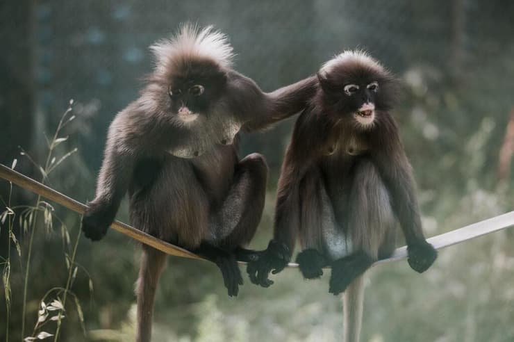 קופים במקלט הקופים שבבין שמן