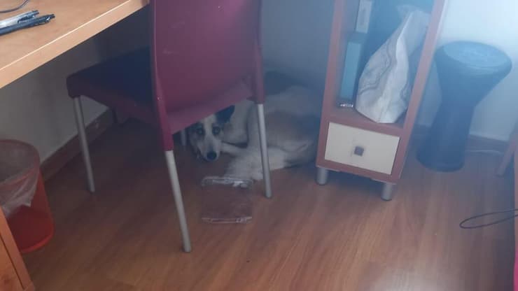 כלבה מתחבאת מתתחת לשולחן בשל המצב