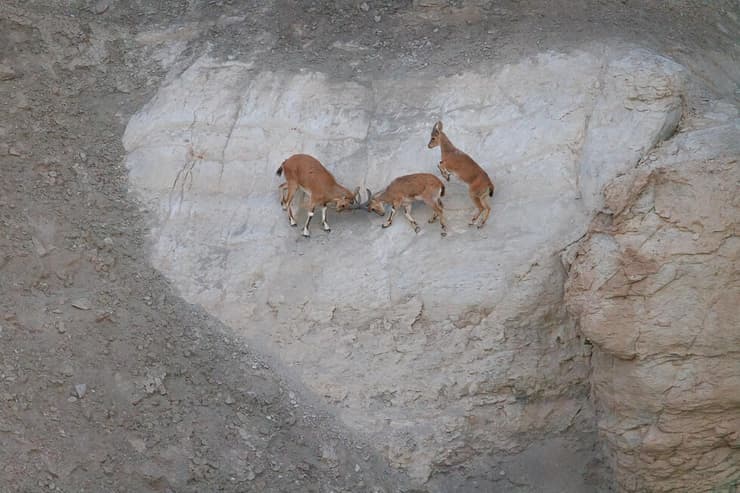יעלים משחקים על סלע בצורת לב