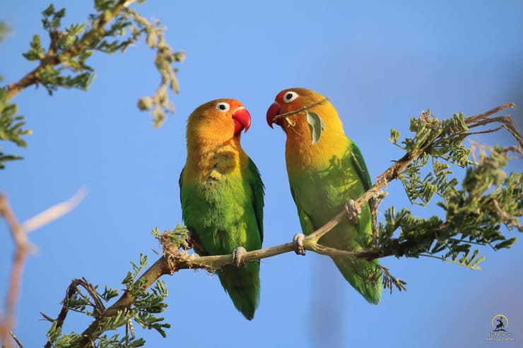 ציפורי אהבה בטנזניה 