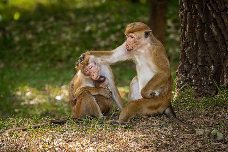 קופים בסרי לנקה 
