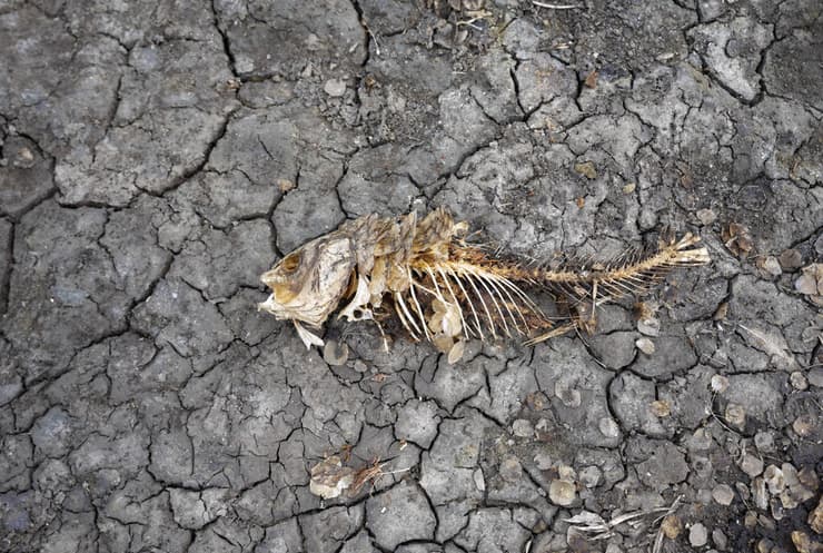 דג מת ב מאגר מים יבש בכפר צ'ונופליה סרביה בצורת