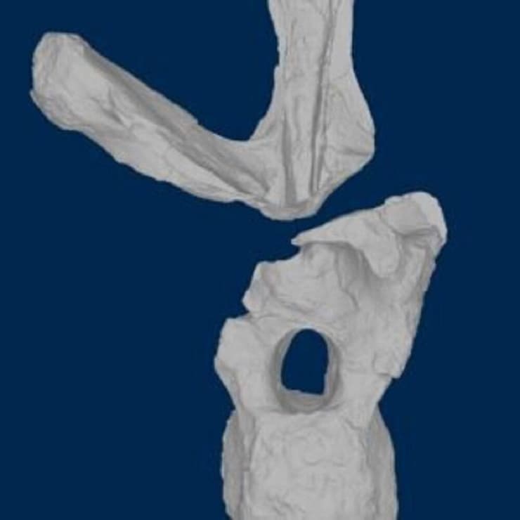 חוליה בודדת שגובהה ורוחבה כחצי מטר, שתרמה לזיהוי הזן החדש של זאורופוד