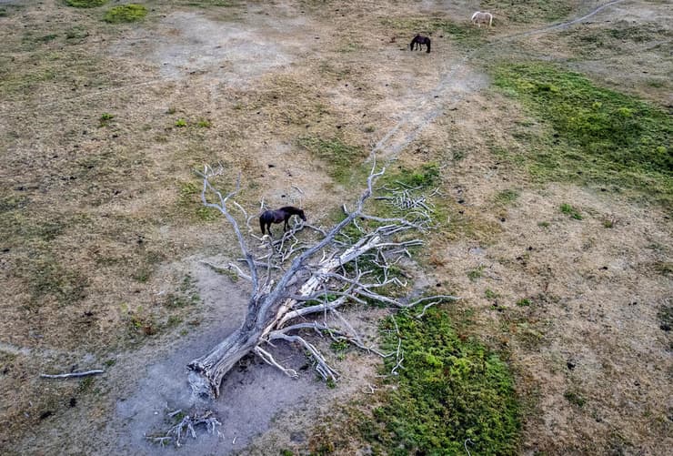 סוס רועה סמוך ל עץ שקרס אחרי שנים של יובש בחווה ליד פרנקפורט גרמניה בצורת