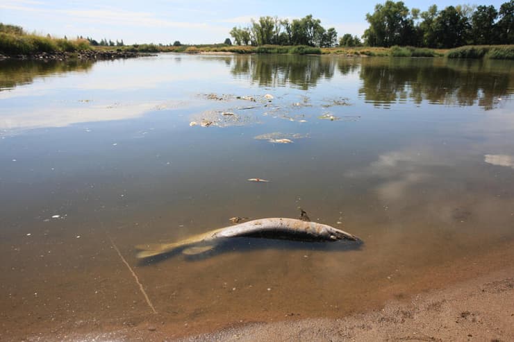 דגים מתים בעקבות זיהום שלו תרם מפלס המים הנמוך עקב בצורת ב פולין בנהר אודר