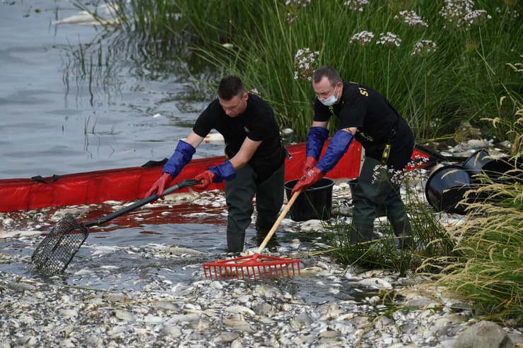 אוספים את הדגים המתים בפולין