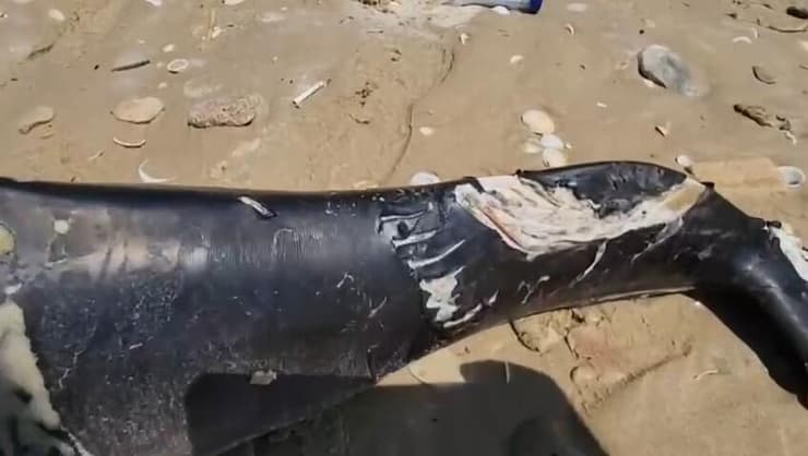 גור דולפינן מצוי שנמצא מת בשדות ים