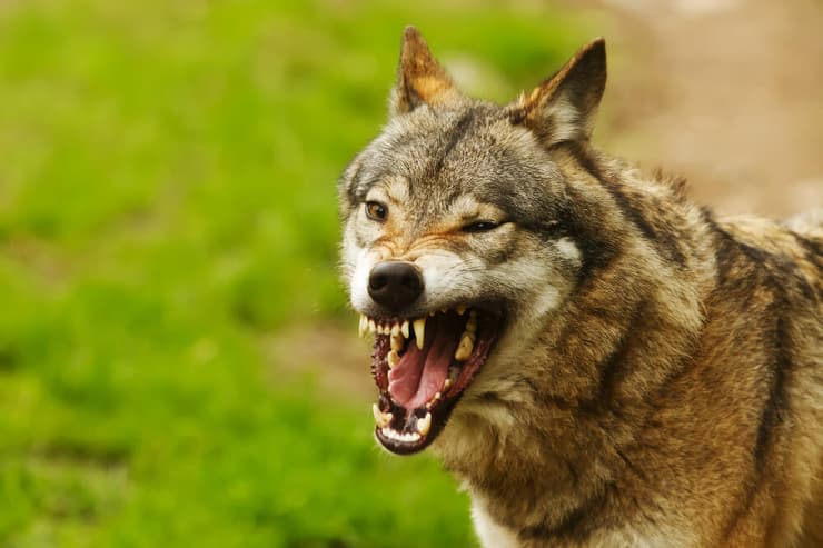 זאב חושף שיניים