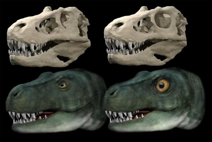 שחזור ראש וגולגולת של טירנוזאורוס רקס עם עין וארובת עין מקוריים (משמאל) ושחזור היפותטי עם עין וארובת עין עגולים (ימין)
