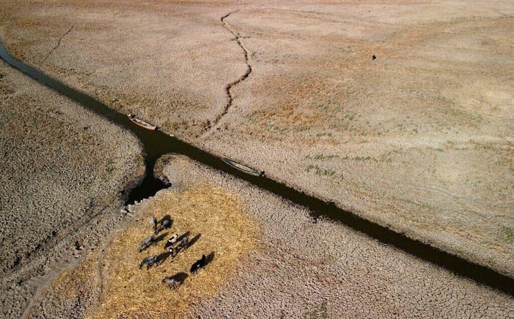 מבט אווירי מראה תאואים רועים, כשהם מוקפים באדמה יבשה וסדוקה באזור ביצות צ'יבאייש בעיראק
