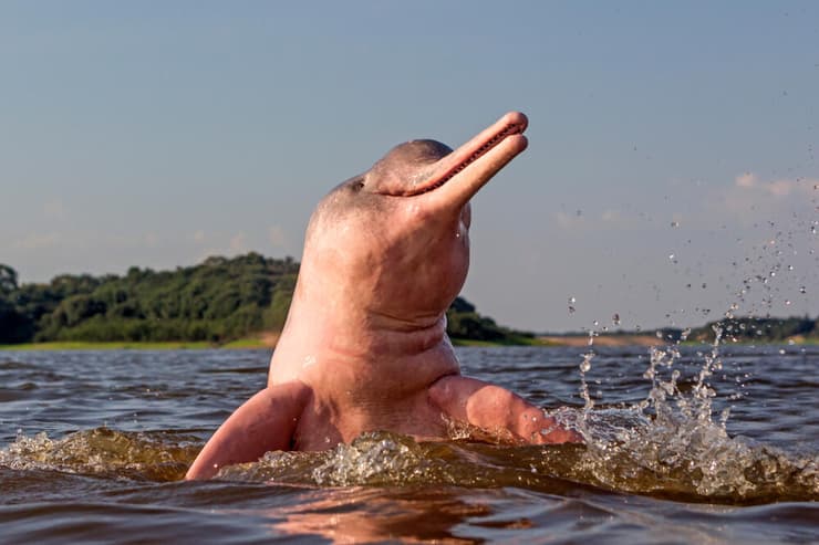 דולפין נהר האמזונס 