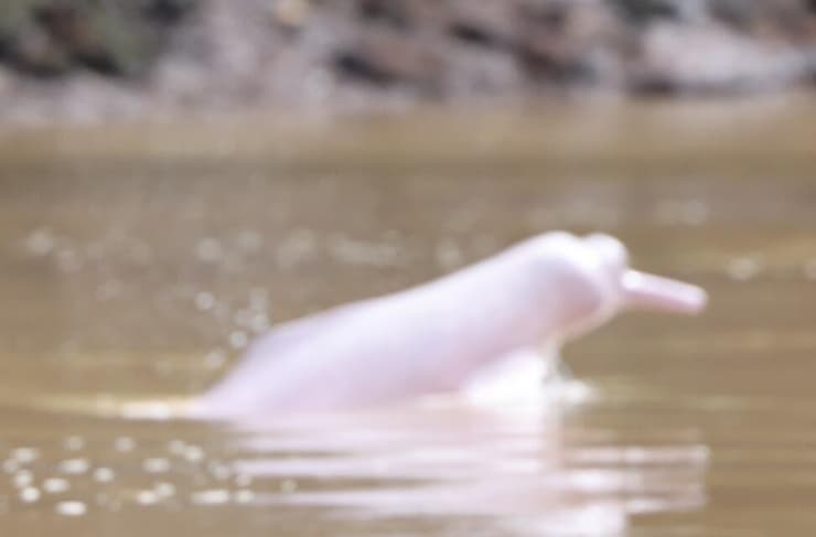 הדולפינים הוורודים בנהר 