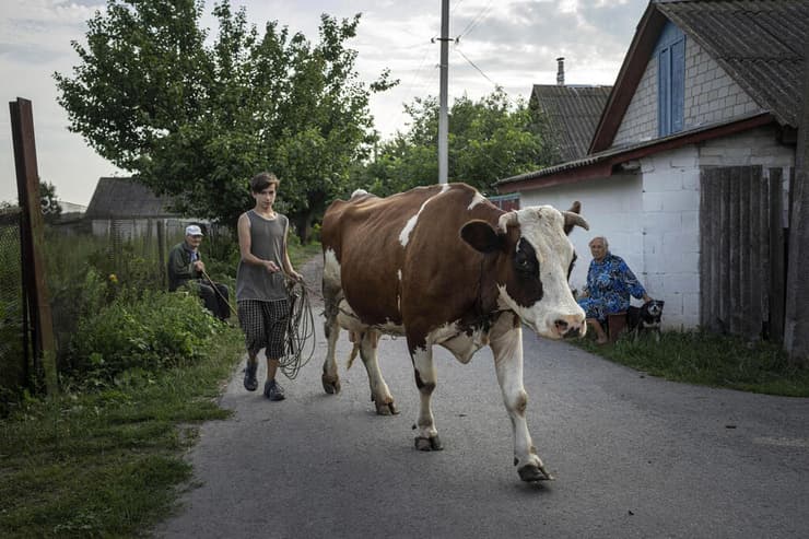דניק ראק עם פרה של משפחתו שאת החלב שלה הוא מוכר כדי לסייע לאמו הפצועה מלחמה רוסיה אוקראינה