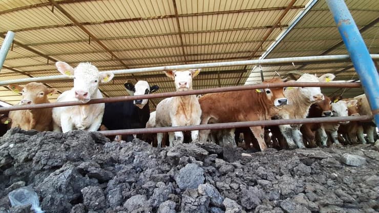 פרות בתעשיית הבשר 