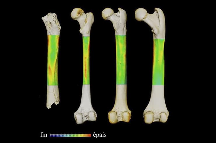משמאל לימין: עצם הירך של סהלאנתרופוס צ'אדנסיס, בן אדם מודרני, שימפנזה וגורילה