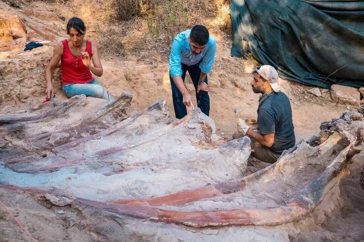 החפירות באתר הפליאונטולוגי בפומבל שבפורטוגל, שם התגלו שרידי השלד המאובן של דינוזאור זאורופוד ברכיוזאורוס