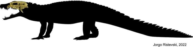 גולגולתו של התנין Trilophosuchus rackhami