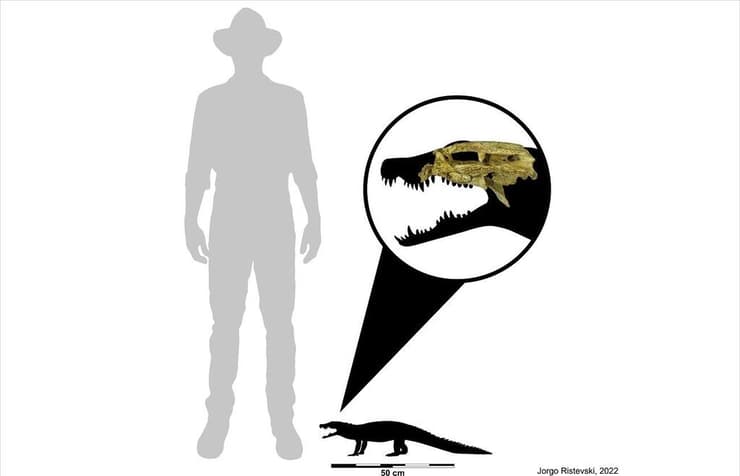 התנין Trilophosuchus rackhami ביחס לגודלו של בן אדם