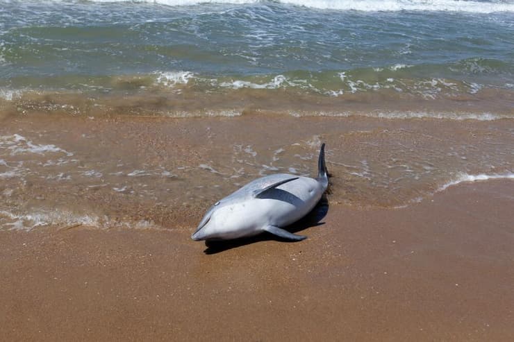 גופת דולפין מת שנשטף אל חופי הים השחור