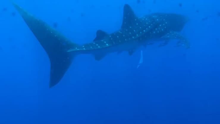 כריש לוויתן במפרץ אילת