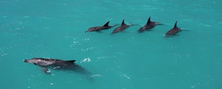 אחוות הגברים, גם אצל דולפינים
