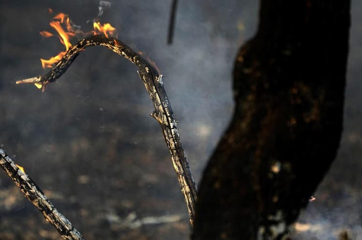שריפה של עצים בברזיל