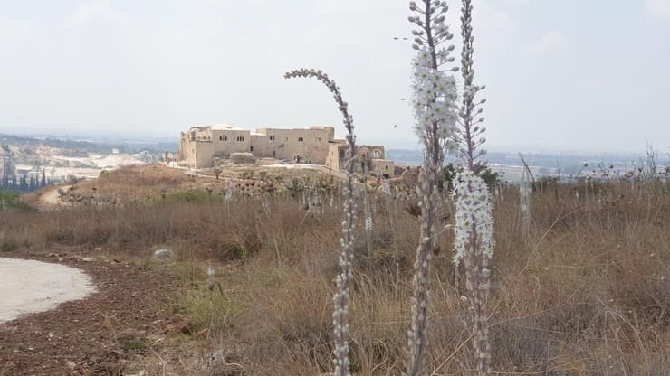חצבים במגדל צדק
