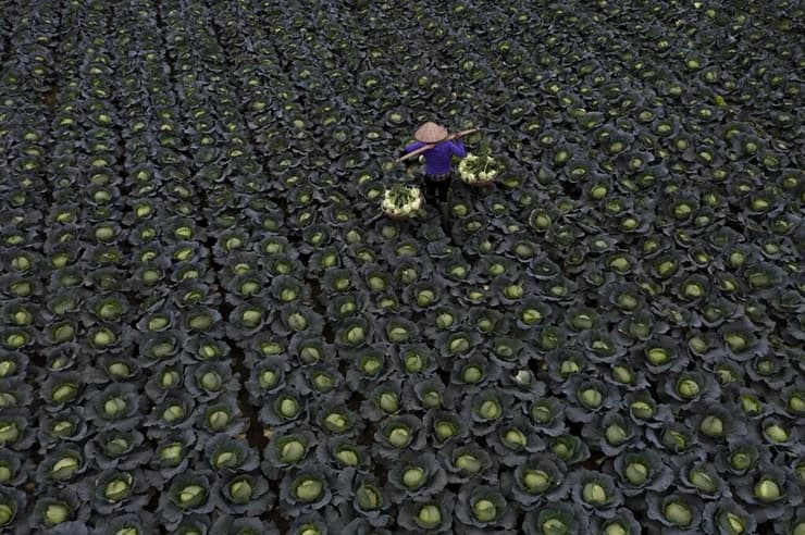 Cross the Cabbage Field