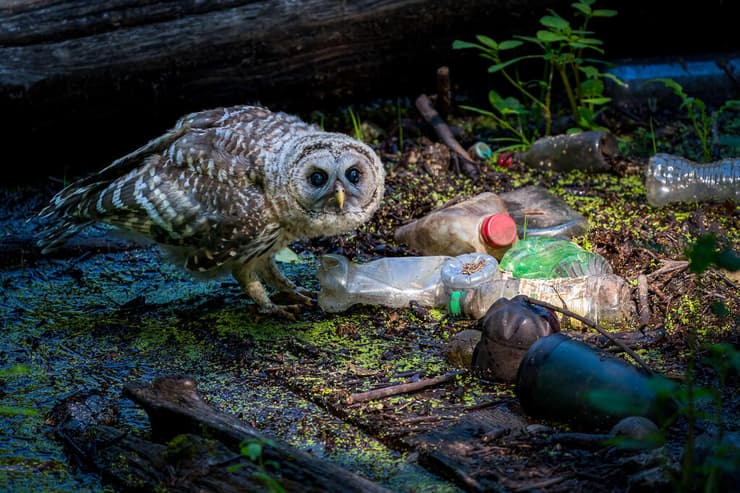 THE OWLET AND THE DUMP