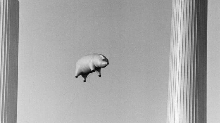צילום עטיפת האלבום Animals, פינק פלויד
