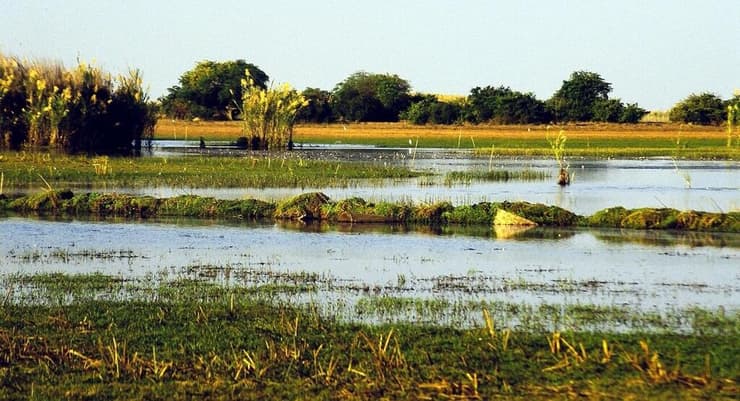 ביצות בנגוולו (Bangweulu) בזמביה